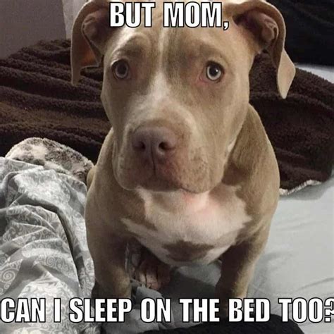 pitbull dog meme